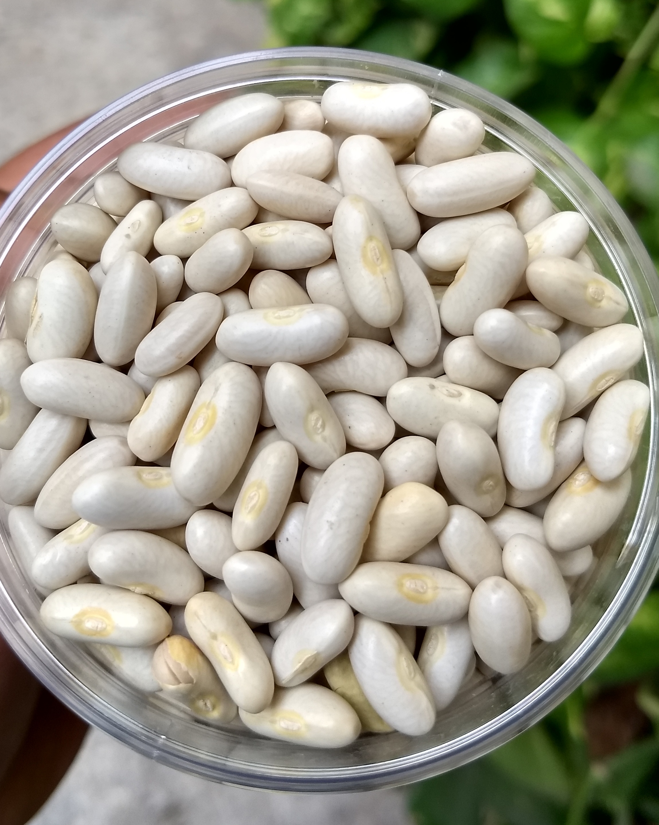 White Rajma 500g