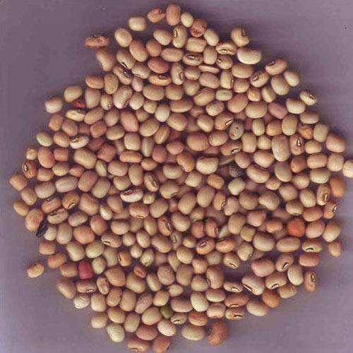 Desi Lobia 500g
